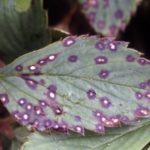  Erdbeeren von braunem Fleck getroffen