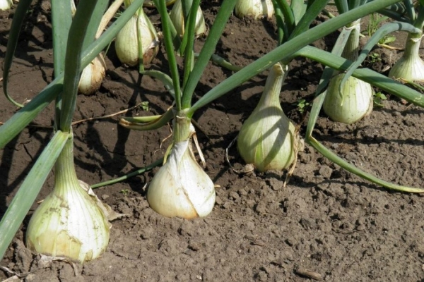  Richtige Pflege der Frühlingszwiebeln vor dem Winter