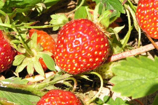  Bereginya aux fraises: description de la variété, culture, soin, élevage