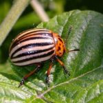  Doryphore de la pomme de terre - le ravageur le plus dangereux de la pomme de terre