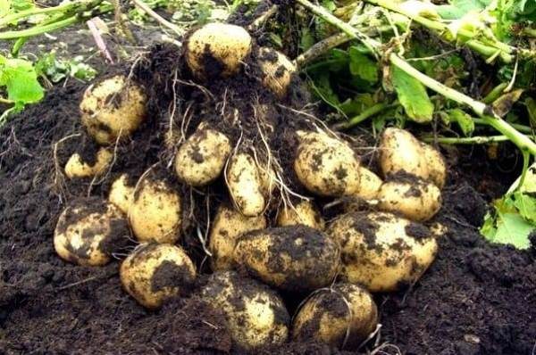  Pommes de terre racines d'Impala d'un buisson