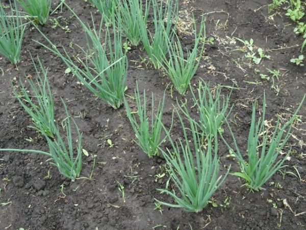  Schalotte auf dem Gartengrundstück