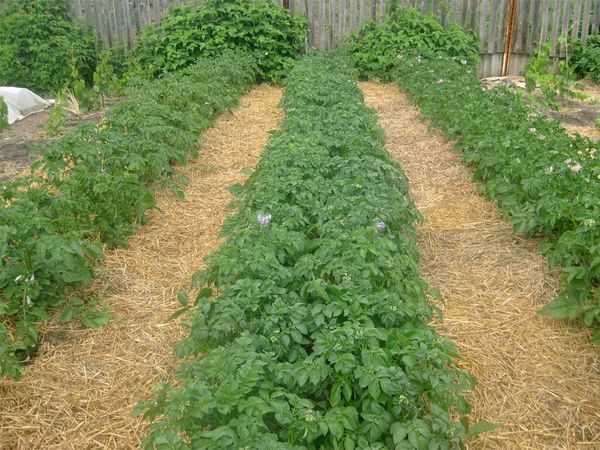  Paillage de pommes de terre