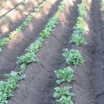  Planter des pommes de terre dans les crêtes