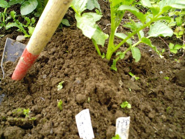  Pommes de terre Tuleyevsky doivent spud au moins trois fois