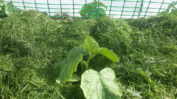  Un exemple de paillage avec de l'herbe tondue