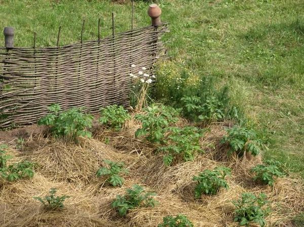  Exemple de paillage de paille