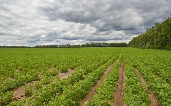  Même des rangées de pommes de terre plantées