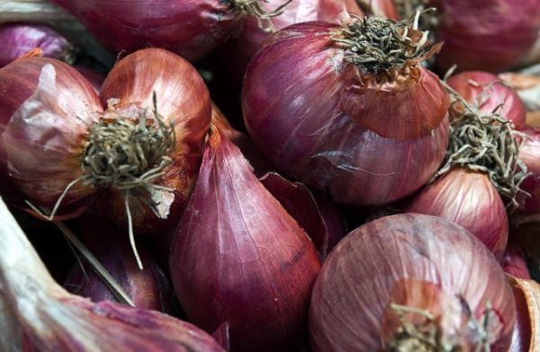  Zwiebeln Schalotte im Garten