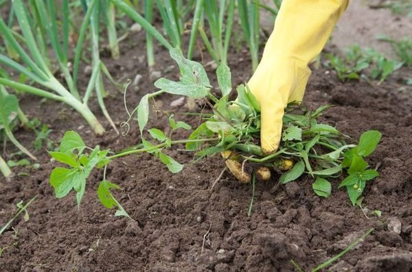  Herbe de mauvaises herbes