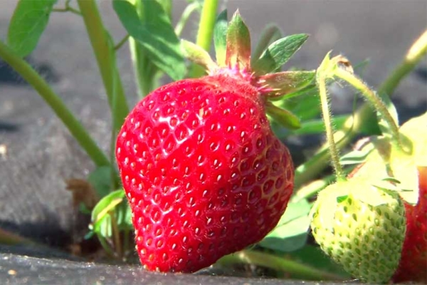  Fruits une fois par saison, à la fin du mois de mai, un arbuste donne jusqu'à 400 grammes de récolte.