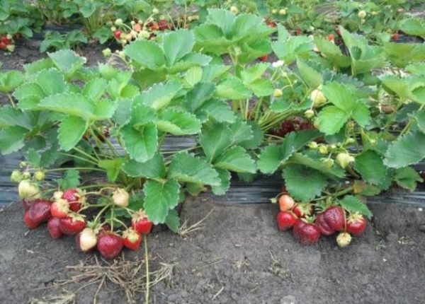  Fraises dans le jardin