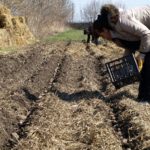  La profondeur moyenne de la plantation de pommes de terre