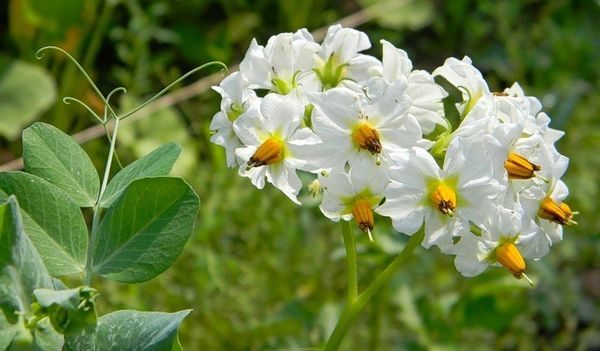  Fleurs de pomme de terre