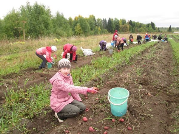  Récolte des pommes de terre