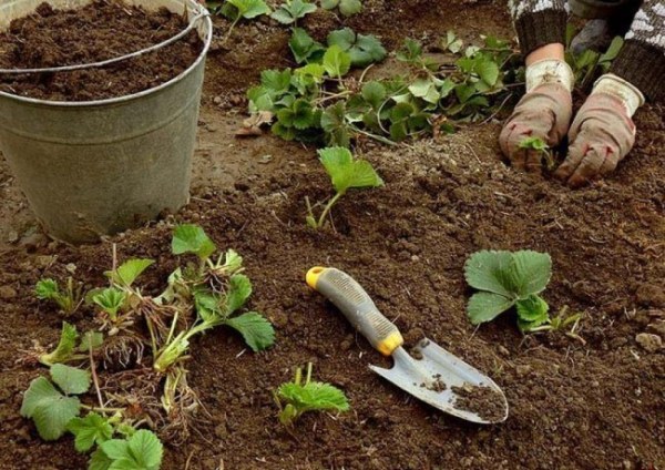  Erde zum Anpflanzen von Erdbeeren