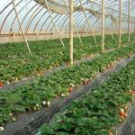  Cultiver des fraises dans une serre au sol