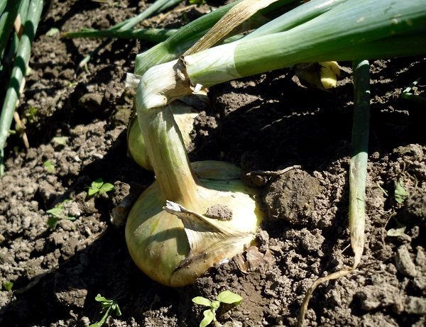  Reife weiße Zwiebeln im Garten