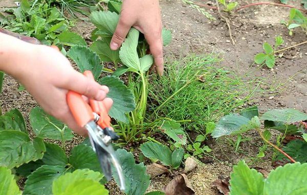  Es wird empfohlen, den Erdbeer-Schnurrbart regelmäßig zu kürzen