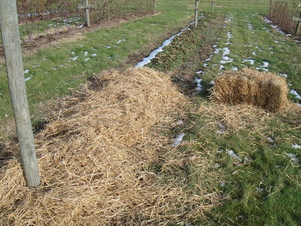  Für den Winter muss Albu geschützt werden