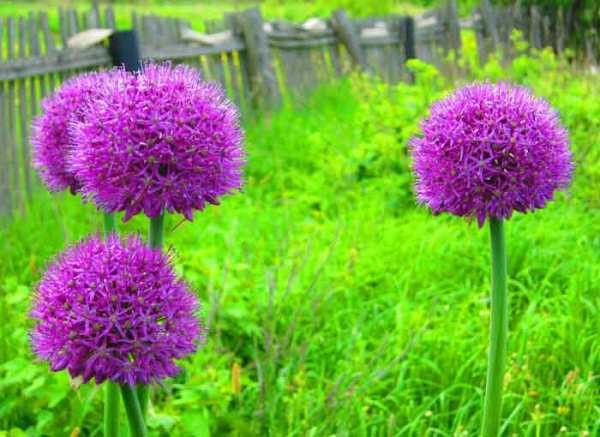  Dekorativer Knoblauch während der Blüte