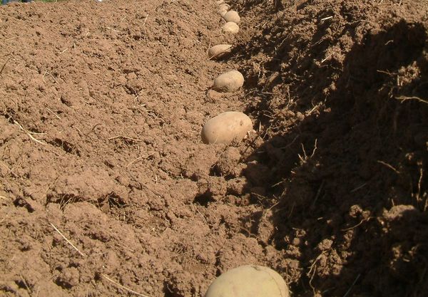  La plantation est faite avec des tubercules entiers.