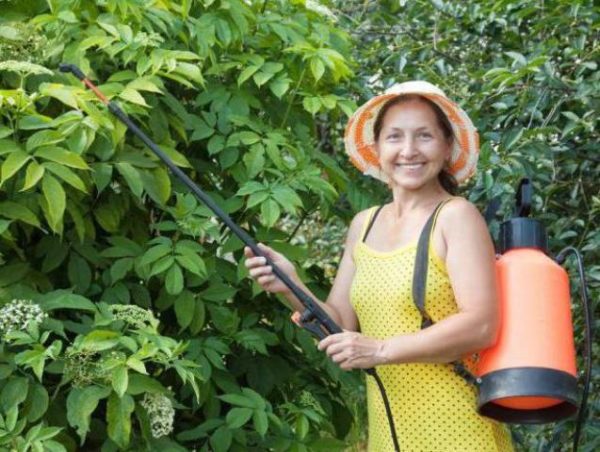  Pulvérisation de plantes décoction de pelure d'oignon