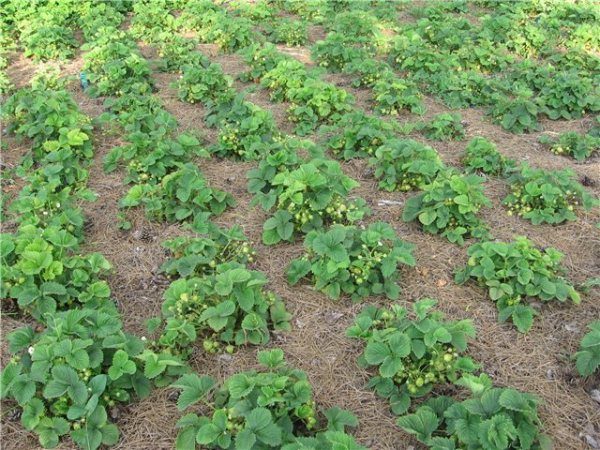  Le meilleur endroit pour la fraise Malvina sera une parcelle avec une surface plane.