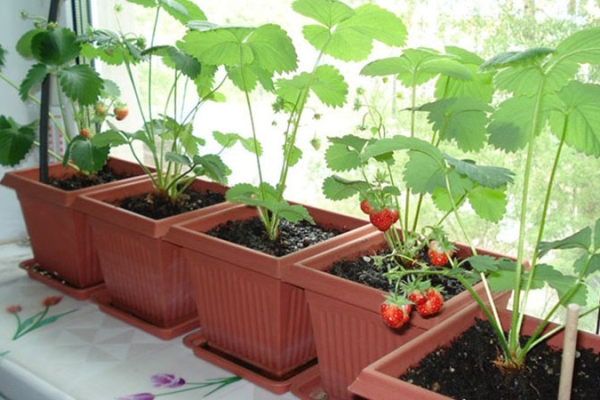  Verglaste Balkone an der Südseite eignen sich besonders für den Anbau von Beeren.