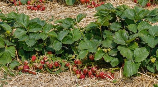  Erster Sortierer der Erdbeere im Garten