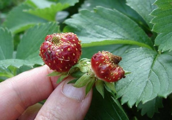  Fraises, nématode déformé