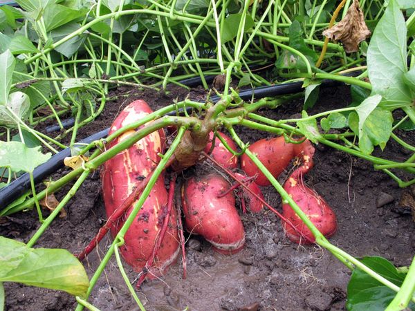  Les tubercules de patate douce sont comestibles et sont également utilisés à des fins médicinales.