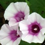  Fleurs d'igname Ipomoea