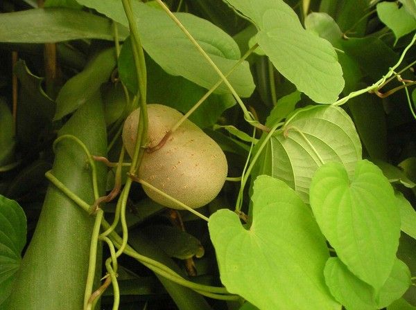  Les feuilles et les tiges de patates douces sont également utilisés en cuisine.