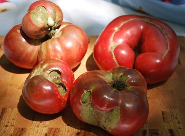  Krankheiten von Tomaten und Sämlingen