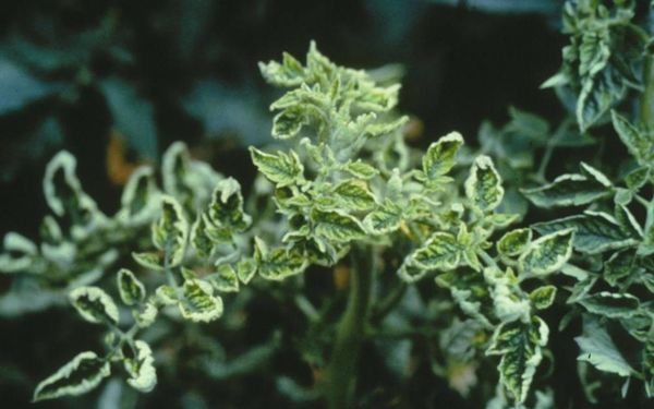  Chloratisches Blatt Curl