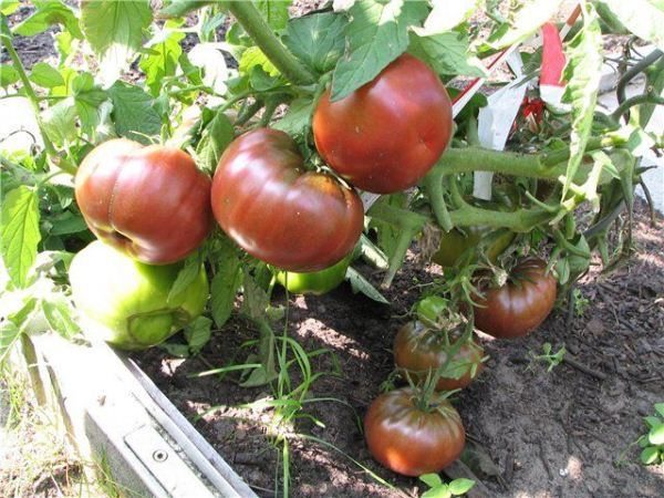  Les arbustes du Prince Noir sont assez hauts, il faut donc nouer les tiges et les pinceaux pour que les pousses ne se cassent pas sous le poids des tomates.