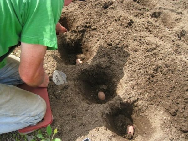  Zum Anpflanzen von Impalakartoffeln werden Flächen bevorzugt, in denen früher Leguminosen, Winterkulturen und mehrjährige Kräuter angebaut wurden.