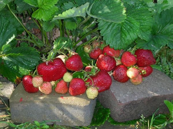  La taille du fruit commence à diminuer de 4-5 ans