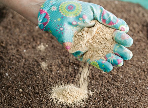  Le succès de la culture dépend de la qualité des plants.