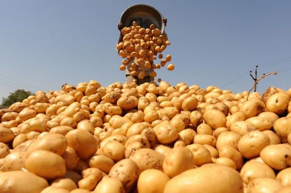  Nach der Ernte für 20 Tage müssen die Kartoffeln im Freien gelüftet werden.