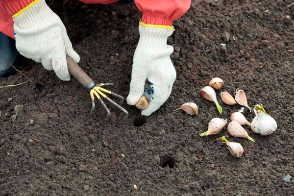  Sommer Knoblauch pflanzen, pflegen, ernten und lagern