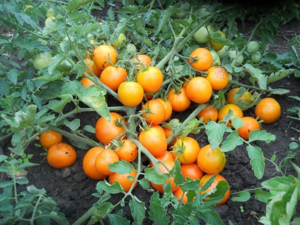  Bestimmen Sie die Vielfalt der Tomaten