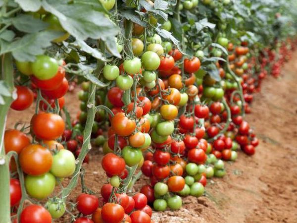  Determinante Sorte Tomaten