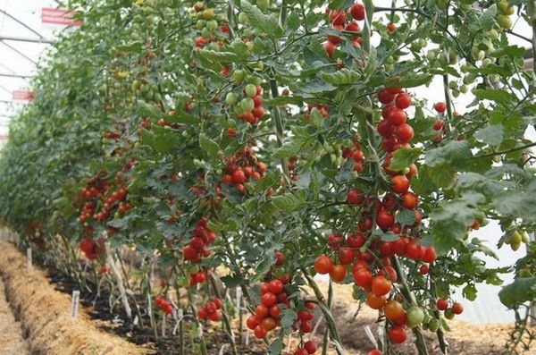  Unbestimmte Tomaten wachsen in der Höhe