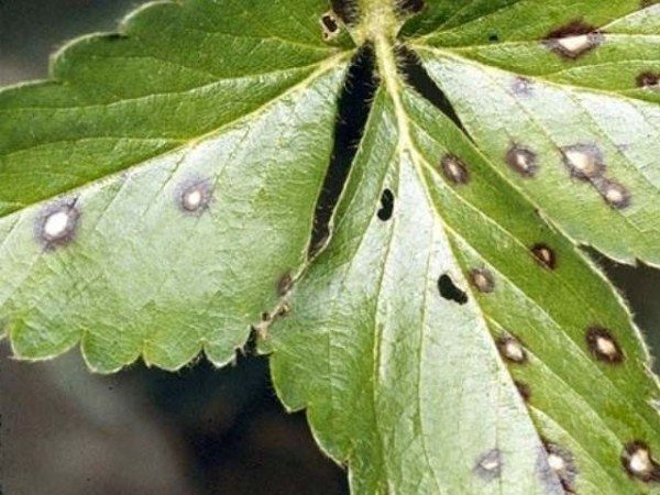  Braune Flecken auf Blättern von Erdbeer-Vicoda