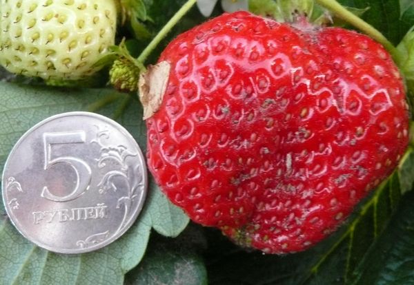  Le poids du fruit d'Elizabeth peut atteindre 100 grammes