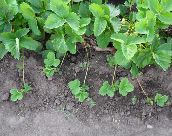  Moustache avec des rosettes pour la reproduction