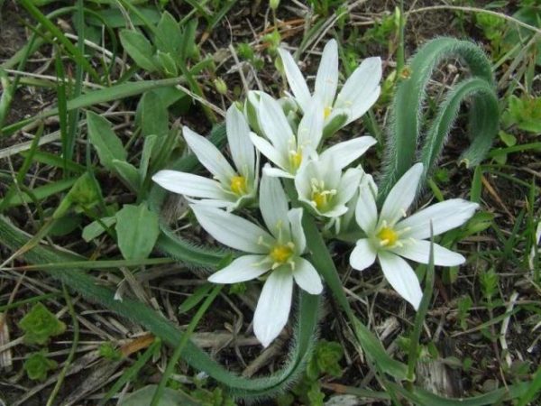  Indische Zwiebelblume