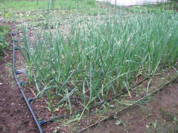  Bamberger Zwiebeln im Garten